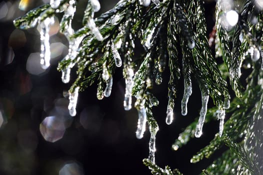 Icy pine tree branch in Winter