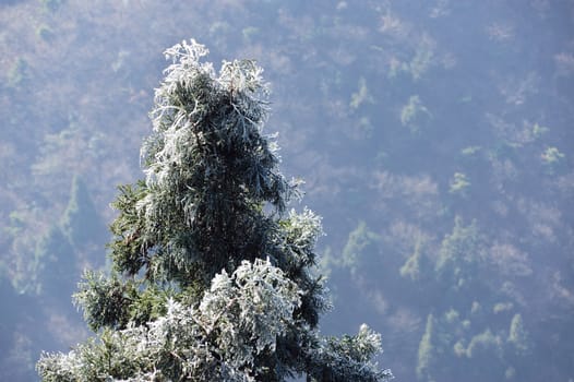 Icy pine tree branch in Winter