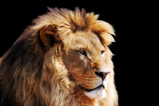 Lion head on black background