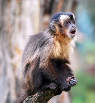 Macaque monkey sitting on branch and scream