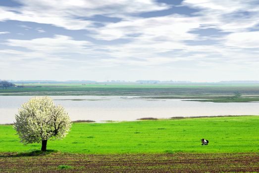 Photographer photographed tree springtime scene
