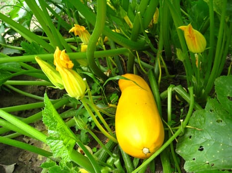 harvest of yellow squashes on the bed