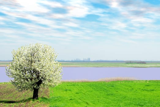 Spring landscape with tree and river