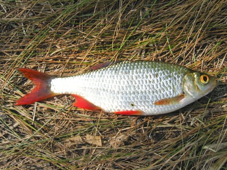 The image of beautiful caught rudd laying on a grass