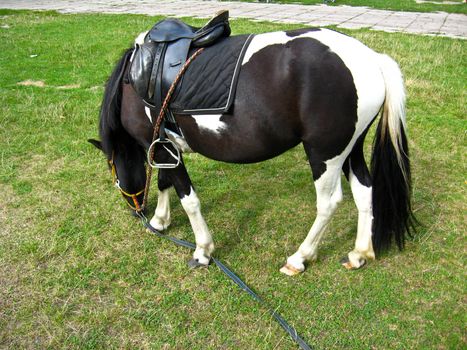 black and white pony with a saddle is grazed