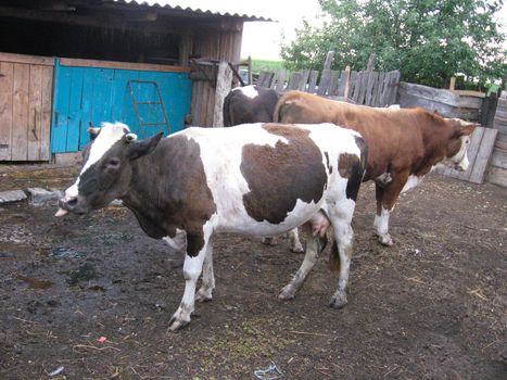 Some brown cows living on a farm