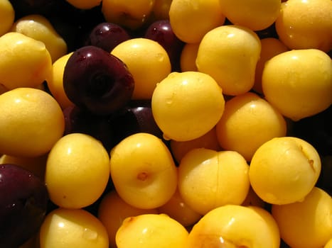 Yellow and red berries of a ripe sweet cherry