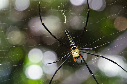 Mai Thong spider . Colorful spider in web .