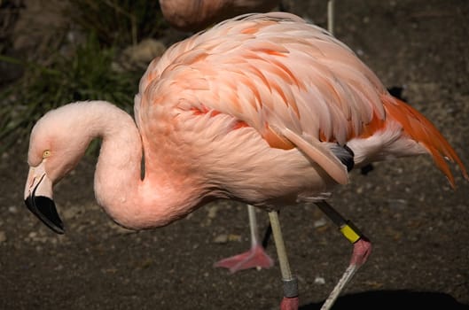 Pink Flamingo from Chile, Phoenicopterus chilensis, against black background, Orange white and pink feathers.  Yellow eyes

Resubmit--In response to comments from reviewer have further processed image to reduce noise and sharpen focus.