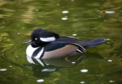 Black White Goldeneye Duck Swimming with Reflections Close Up

Resubmit--In response to comments from reviewer have further processed image to reduce noise and sharpen focus.