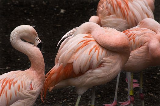 Pink Flamingos and Feathers from Chjle, Phoenicopterus chilensis, against black background, Red Orange white and pink feathers.  Yellow eyes

Resubmit--In response to comments from reviewer have further processed image to reduce noise and sharpen focus.