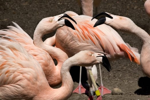 Three Pink Flamingos from Chile Talking To Each Other, Phoenicopterus chilensis, Red Orange white and pink feathers.  Yellow eyes Black Beaks

Resubmit--In response to comments from reviewer have further processed image to reduce noise, adjust lighting and sharpen focus.