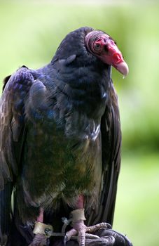 Turkey Vulture with bright red head black body

Resubmit--In response to comments from reviewer have further processed image to reduce noise, adjust lighting and sharpen focus.