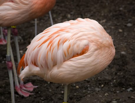 Pink Flamingo Feathers Ball from Chile, Phoenicopterus chilensis, against black background, Red Orange white and pink feathers.  Pink Flamingo folds head in feathers and becomes a ball

Resubmit--In response to comments from reviewer have further processed image to reduce noise, adjust lighting and sharpen focus.