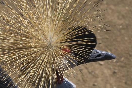 Grey White Red Southern Crowned Crane Close Up

Resubmit--In response to comments from reviewer have further processed image to reduce noise, sharpen focus and adjust lighting.