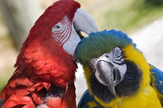 Grooming Green Wing Macaw and Blue Gold Macaw Close Up Looking at You  Different Species Enjoying Themselves Macaws are social animals and they like a lot of attention.

Resubmit--In response to comments from reviewer have further processed image to reduce noise, sharpen focus and adjust lighting.