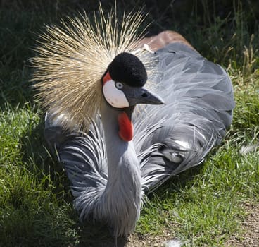 Grey White Red Southern Crowned Crane Close Up Looking at You

Resubmit--In response to comments from reviewer have further processed image to reduce noise, sharpen focus and adjust lighting.