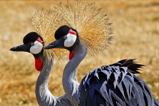 Southern Crowned Cranes Balearica Regulorum