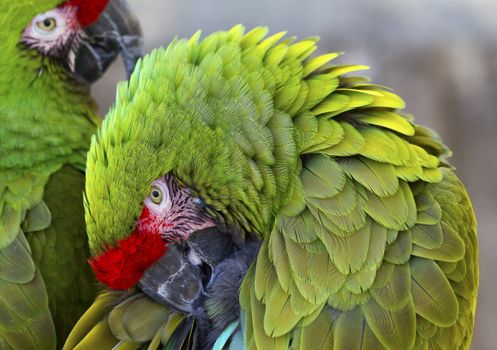 Green Feathers Two Military Macaws Close Up Circle Ara Militaris