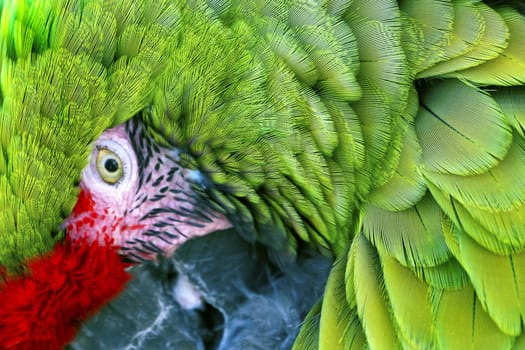 Green Red Feathers Military Macaw Close Up Looking at You