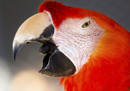 Scarlet Macaw Close Up Beak Open Ara Macao