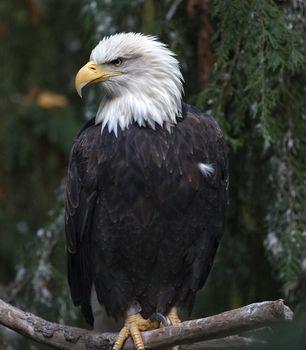 Mature White Headed Bald Eagle Sitting in Tree Washington

Resubmit--In response to comments from reviewer have further processed image to reduce noise, sharpen focus and adjust lighting.