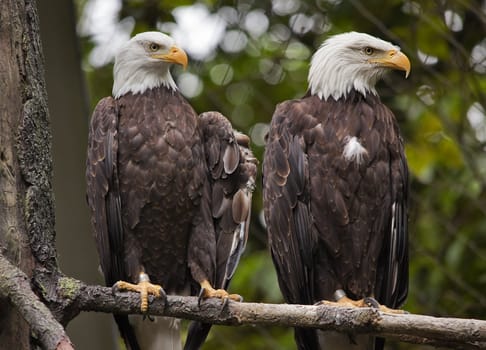 Mature White Headed Bald Eagles Sitting in Tree Washington

Resubmit--In response to comments from reviewer have further processed image to reduce noise, sharpen focus and adjust lighting.