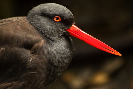 Black Oystercatcher American Water Bird Black Feathers Red Beak Haematopodidae Bachmani

Resubmit--In response to comments from reviewer have further processed image to reduce noise, sharpen focus and adjust lighting.