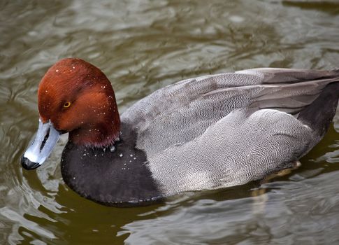 Redhead Duck Brown Head Blue Bill

Resubmit--In response to comments from reviewer have further processed image to reduce noise, sharpen focus and adjust lighting.