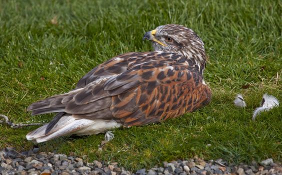 Ferruginous Hawk Buteo Regalis Lying Down Brown Feathers

Resubmit--In response to comments from reviewer have further processed image to reduce noise, sharpen focus and adjust lighting.