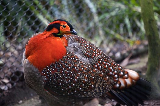 Blyth's Tragopan Blythii Pheasant Red Feathers Head Native of Bhutan

Resubmit--In response to comments from reviewer have further processed image to reduce noise, sharpen focus and adjust lighting.