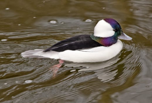 Black White Bufflehead Duck Swimming with Reflections Close Up

Resubmit--In response to comments from reviewer have further processed image to reduce noise, sharpen focus and adjust lighting.