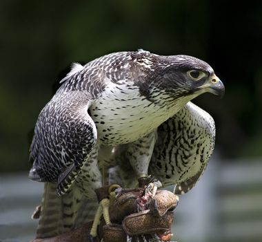 Gyr Falcon Falco Rusticolus eating from hand
