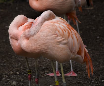 Birds of a Feather Pink Flamingos from Chile with heads in feathers, Phoenicopterus chilensis, against black background, Orange white and pink feathers.  Yellow eyes

