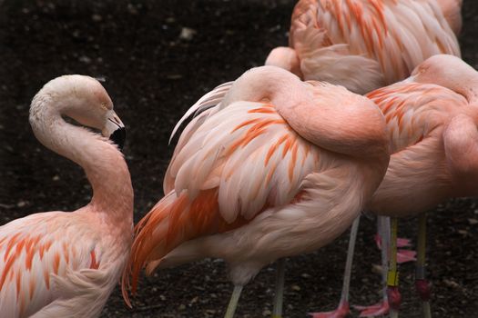 Pink Flamingos and Feathers from Chjle, Phoenicopterus chilensis, against black background, Red Orange white and pink feathers.  Yellow eyes

