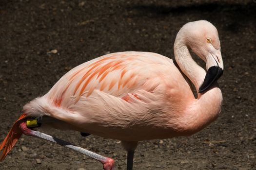 Pink Flamingo from Chile, Phoenicopterus chilensis, against dark background, Red Orange white and pink feathers  Yellow eyes Black beak

