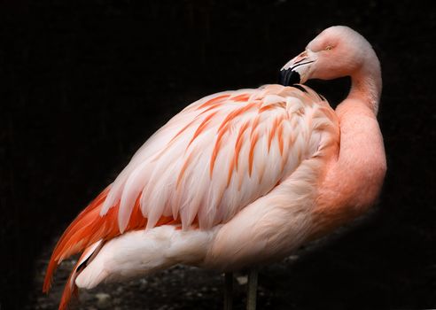 Pink Chilean Flamingo, Phoenicopterus chilensis, against black background, Orange white and pink feathers.  Yellow eyes
