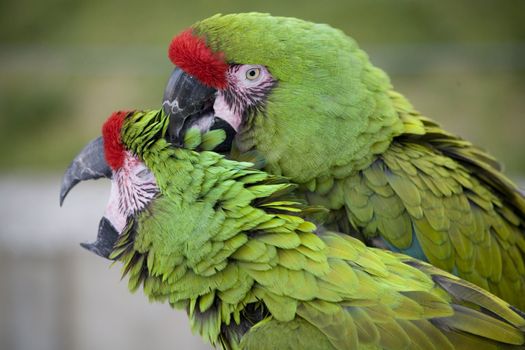 Love Bite Green Military Macaws Close Up