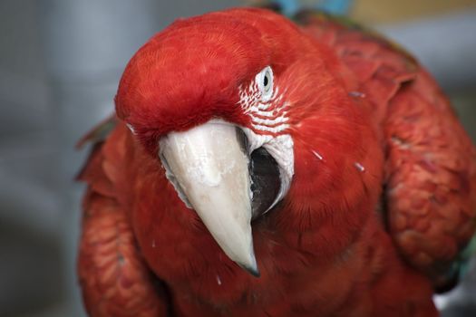 Red Face of Green Wing Macaw, Close Up and Looking at You 