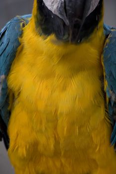 Blue Gold Macaw Yellow Feathers close up macro