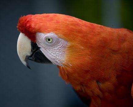 Close Up the Side of the Face of a Scarlet Macaw