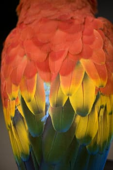 Scarlet Macaw Feathers on Back Close Up Macro