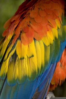 Scarlet Macaw Blue, Red, Yellow and Green Feathers Close Up and Beautiful

