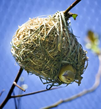 Bird in Grass Ball Nest Looking Down on Branch