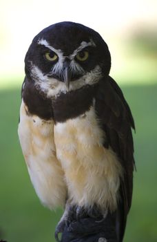 Spectacled Owl, Close Up, Looking at Crowd