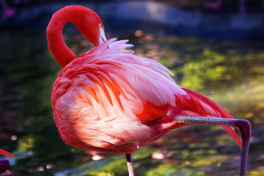 Pink Orange Caribbean Flamingo Feathers, Phoenicopterus ruber, Orange and pink feathers Also called Rosy Flamingo and American Flamingo Only flamingo native to North America