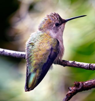 Anna's Hummingbird, calpyte anna, female, feed on nectar and live in North America, Feathers