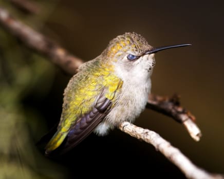 Angry Bird, Anna's Hummingbird, calpyte anna, female, feed on nectar and live in North America, Feathers