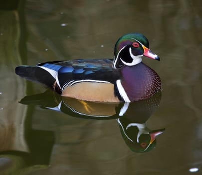 Multicolored Carolina Wood Duck Swimming with Reflection Close Up Aix Sponsa

Resubmit--In response to comments from reviewer have further processed image to reduce noise, sharpen focus and adjust lighting.