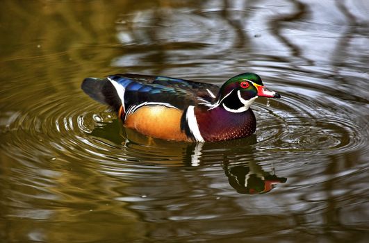 Multicolored Carolina Wood Duck Swimming Drinking with Reflection Close Up Aix Sponsa

Resubmit--In response to comments from reviewer have further processed image to reduce noise, sharpen focus and adjust lighting.